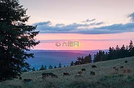 日落,奶牛,牧場(chǎng)