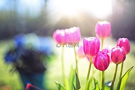 郁金香,粉红色,春