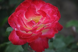 性質(zhì),鮮花,玫瑰