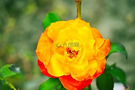 玫瑰,花卉,黃玫瑰