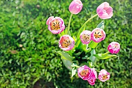 郁金香,粉紅色,春