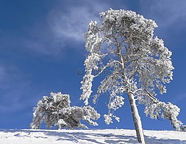 雪,冬天,樹(shù)