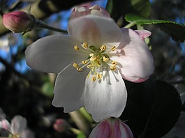 鮮花,蘋果花,蘋果樹