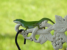 蜥蜴,爬行動物,綠色