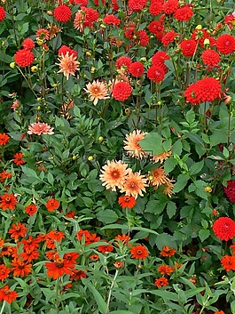 性質(zhì),鮮花,秋季