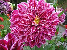 大麗花,花園,鮮花