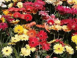 非洲菊,紅色花朵,黃色的花朵