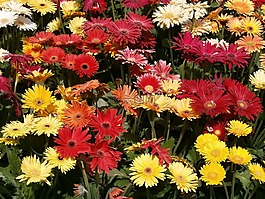 非洲菊,紅色花朵,黃色的花朵