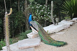 孔雀,美容,鳥