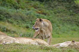 獅子,母獅,野生