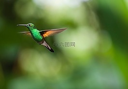 蜂鳥,鳥,trochilidae