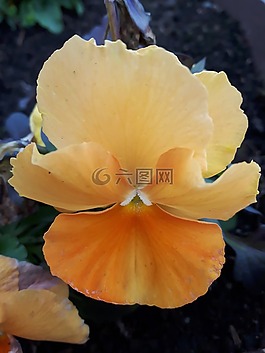 花,花園,性質(zhì)