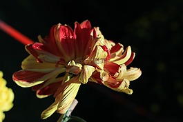 菊花,秋季,紅黃色