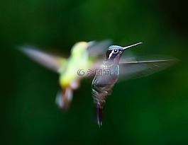 蜂鳥,鳥,trochilidae