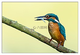 翠鳥,鳥,豐富多彩