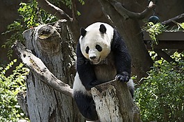 熊貓,熊,野生動物