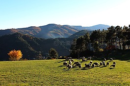 羊,秋天,山