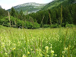 vercors,草原,山