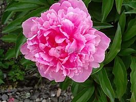 花,性質(zhì),牡丹