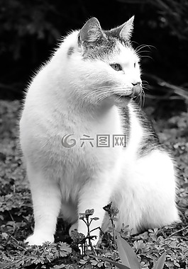 貓,毛皮,動物