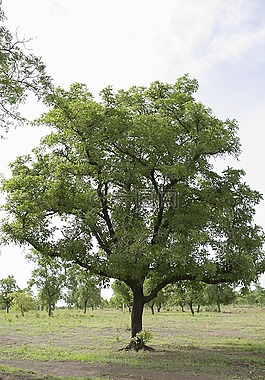 灌木,樹(shù),綠化