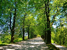 樹大道,春,胡同