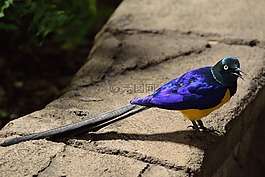 長尾光澤史達琳,歐椋鳥,鳥