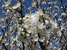 開花,花,白