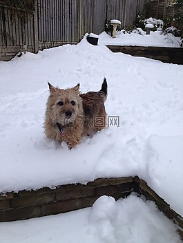 小獵犬,狗,寵物