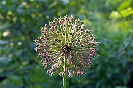 大蒜,花,大蒜花