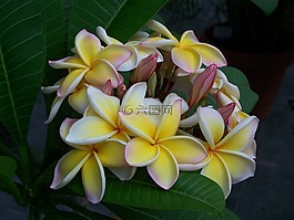 寺樹,開花,性質(zhì)