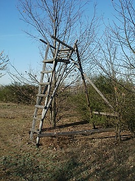 reilingen,射擊,立場