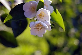 白色的花,奶油,香甜的氣息