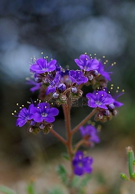風(fēng)鈴,鮮花,自然