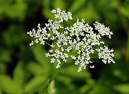 宝狮 sosnowski,植物,有毒