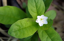 森林花,白花,黛西