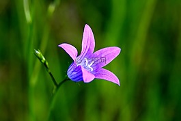 森林花,鈴聲,花