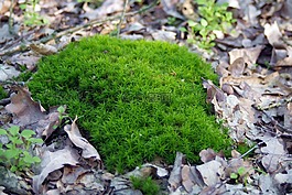 苔藓,青苔,林下
