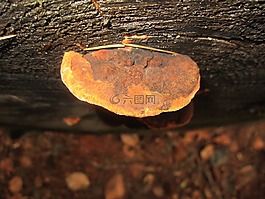 蘑菇,秋季,木耳