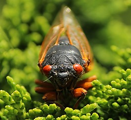 蝉,cicadoidea,昆虫
