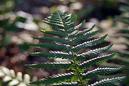 蕨类,林下,polypody