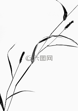 植物,靜物,草