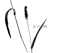 植物,靜物,草