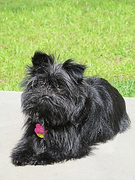 狗,affenpinscher,寵物