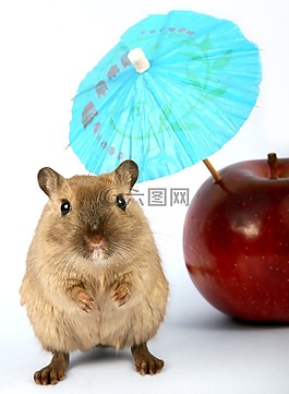 動(dòng)物,蘋果,有吸引力