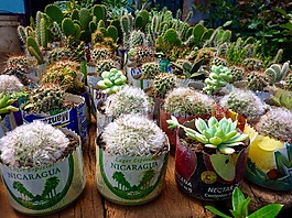 仙人掌,植物,线轴
