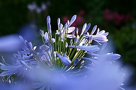 agapanthus,植物,花