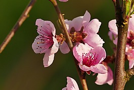 開花,粉紅色,夏季