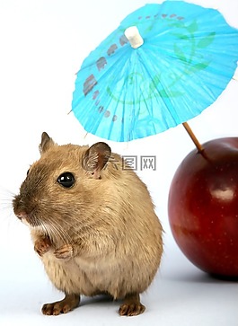 動(dòng)物,蘋果,有吸引力