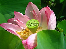 花的,植物,粉红色